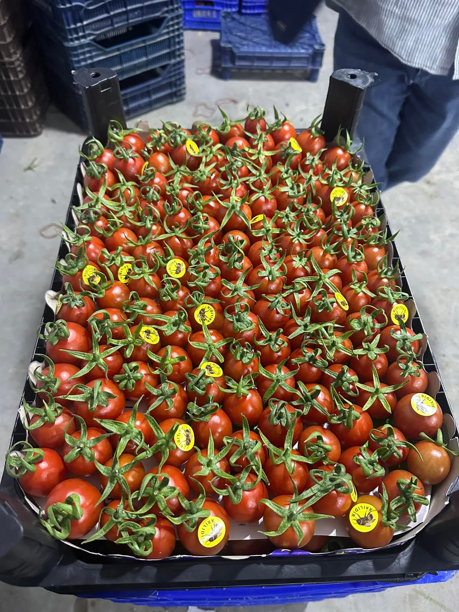 Verty Kokteyl Domates